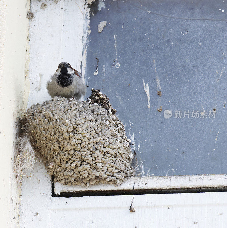 家麻雀(Passer domesticus)雄性